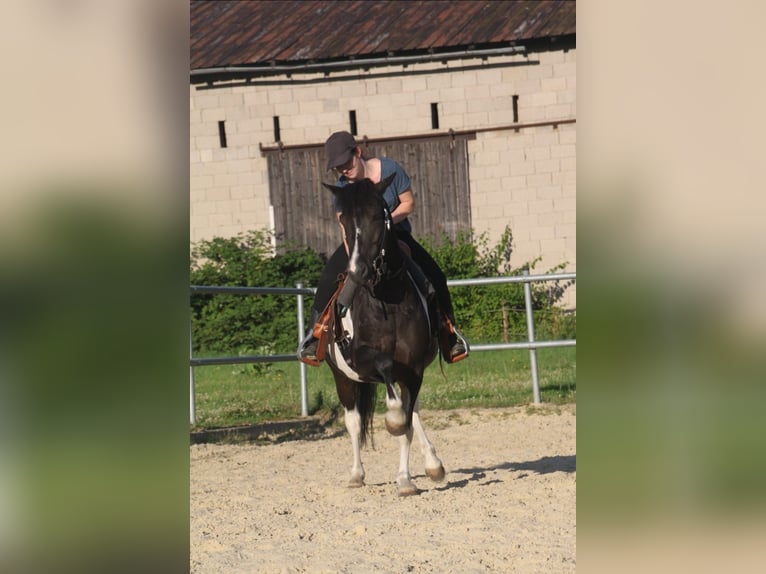 Paint Horse Mix Wallach 13 Jahre 135 cm Schecke in Neuwied