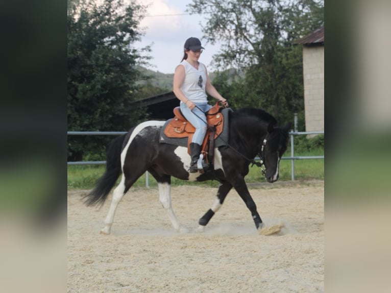 Paint Horse Mix Wallach 13 Jahre 135 cm Schecke in Neuwied