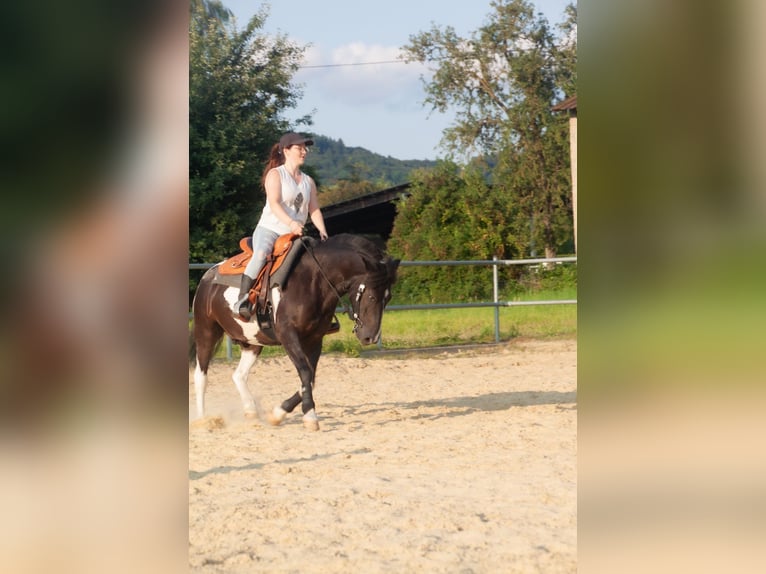 Paint Horse Mix Wallach 13 Jahre 135 cm Schecke in Neuwied