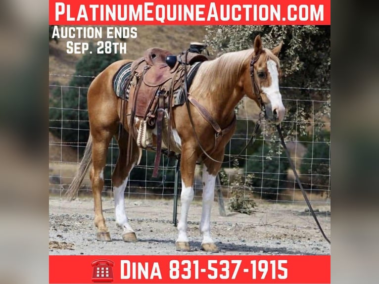 Paint Horse Wallach 13 Jahre 145 cm Overo-alle-Farben in Paicines CA