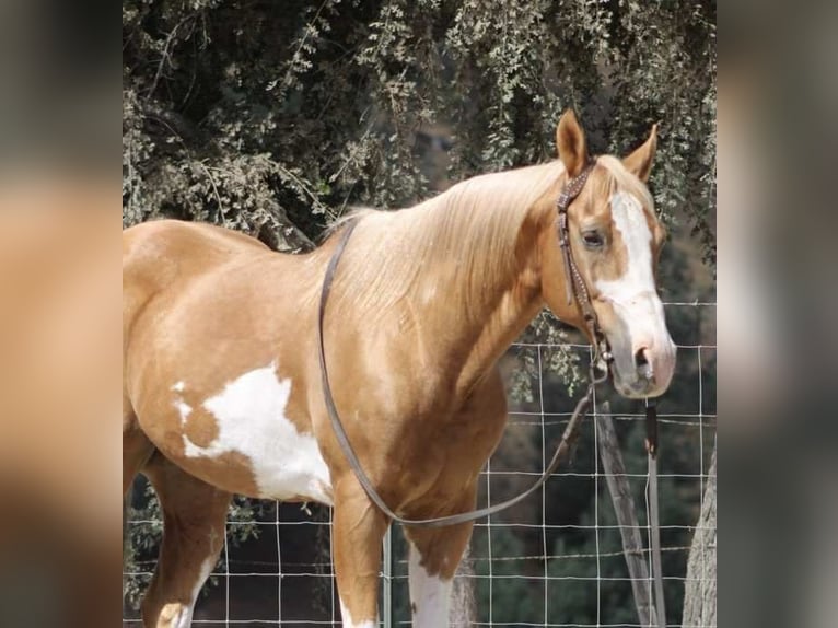 Paint Horse Wallach 13 Jahre 145 cm Overo-alle-Farben in Paicines CA