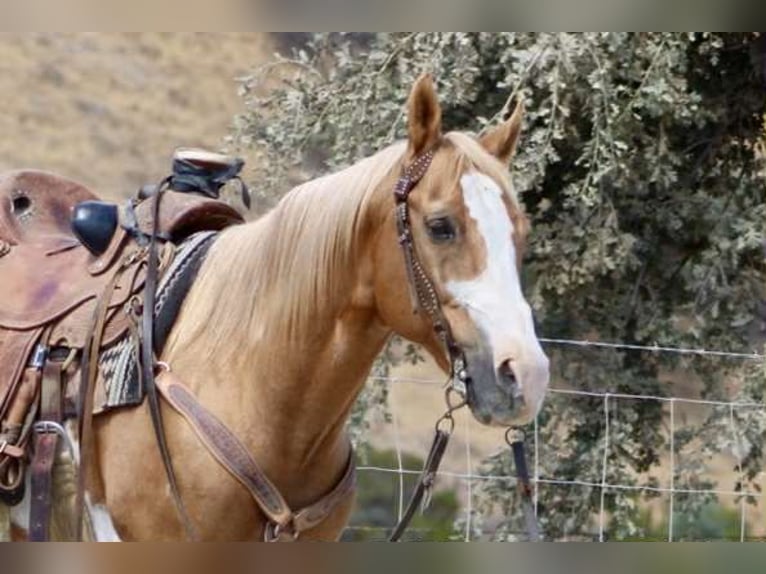 Paint Horse Wallach 13 Jahre 145 cm Overo-alle-Farben in Paicines CA