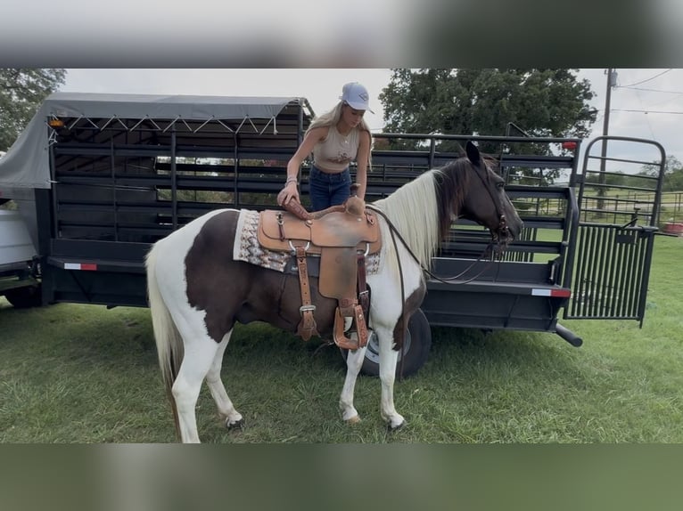 Paint Horse Wallach 13 Jahre 147 cm Schecke in Springtown