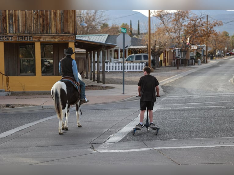 Paint Horse Wallach 13 Jahre 147 cm Tobiano-alle-Farben in Camp Verde AZ