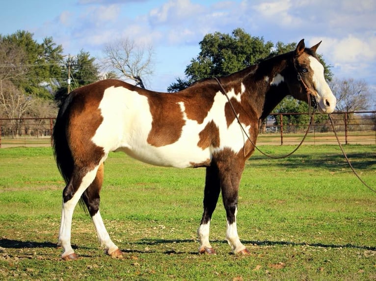 Paint Horse Wallach 13 Jahre 155 cm Overo-alle-Farben in Weatherford TX