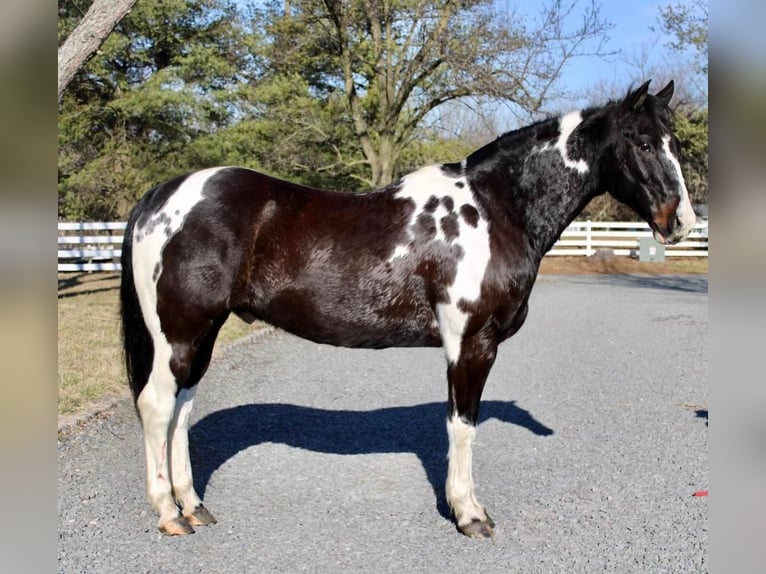 Paint Horse Wallach 13 Jahre 163 cm in Allentown, NJ