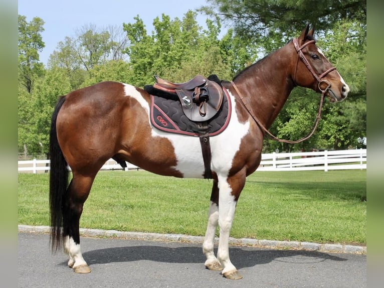 Paint Horse Wallach 13 Jahre 163 cm in Allentown, NJ