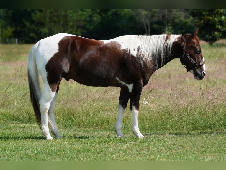 Paint Horse Wallach 14 Jahre 145 cm Dunkelfuchs in Terrell, TX