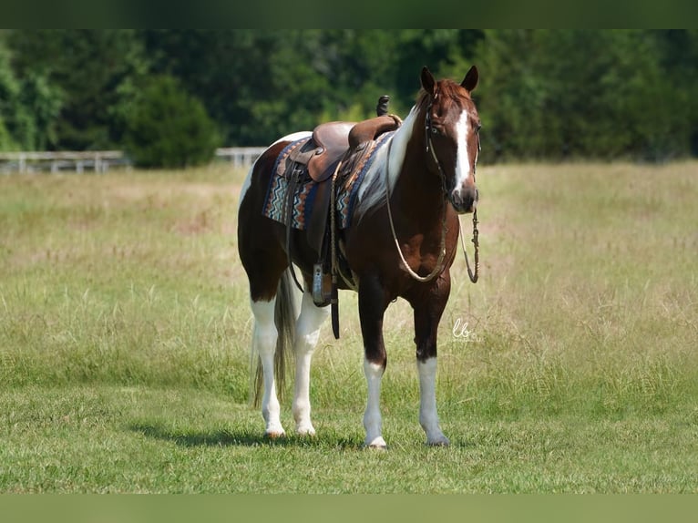 Paint Horse Wallach 14 Jahre 145 cm Dunkelfuchs in Terrell, TX
