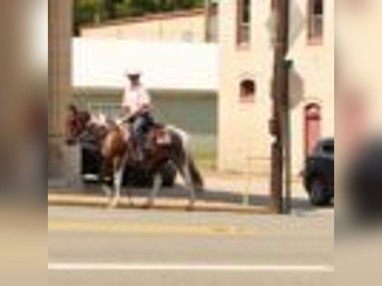 Paint Horse Wallach 14 Jahre 147 cm Tobiano-alle-Farben in Quitman AR