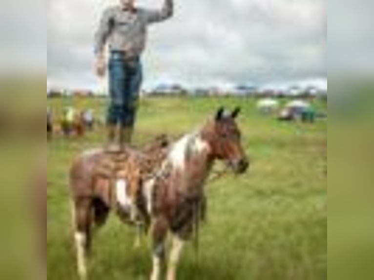 Paint Horse Wallach 14 Jahre 147 cm Tobiano-alle-Farben in Quitman AR