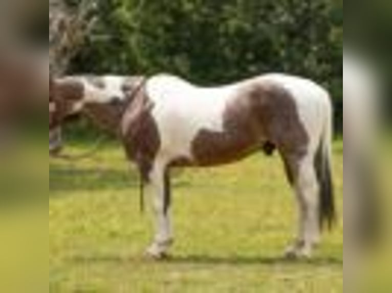 Paint Horse Wallach 14 Jahre 147 cm Tobiano-alle-Farben in Quitman AR