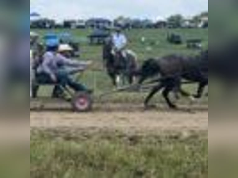 Paint Horse Wallach 14 Jahre 147 cm Tobiano-alle-Farben in Quitman AR