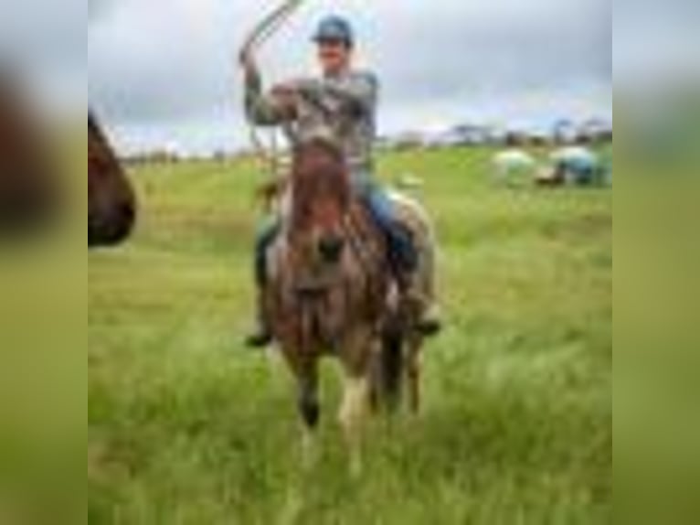Paint Horse Wallach 14 Jahre 147 cm Tobiano-alle-Farben in Quitman AR