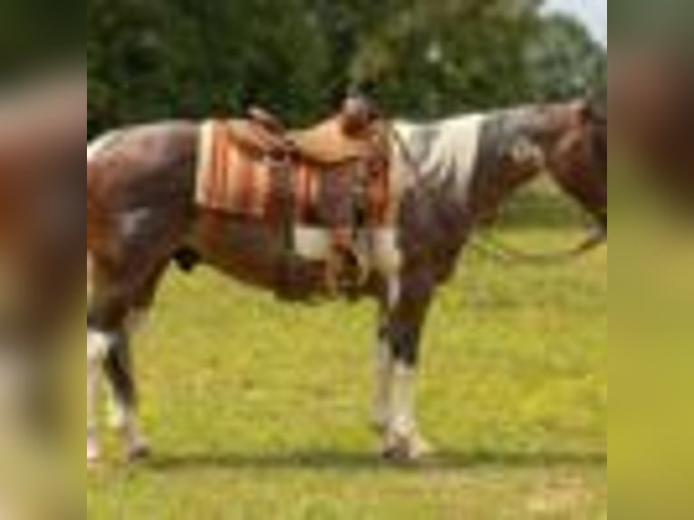Paint Horse Wallach 14 Jahre 147 cm Tobiano-alle-Farben in Quitman AR