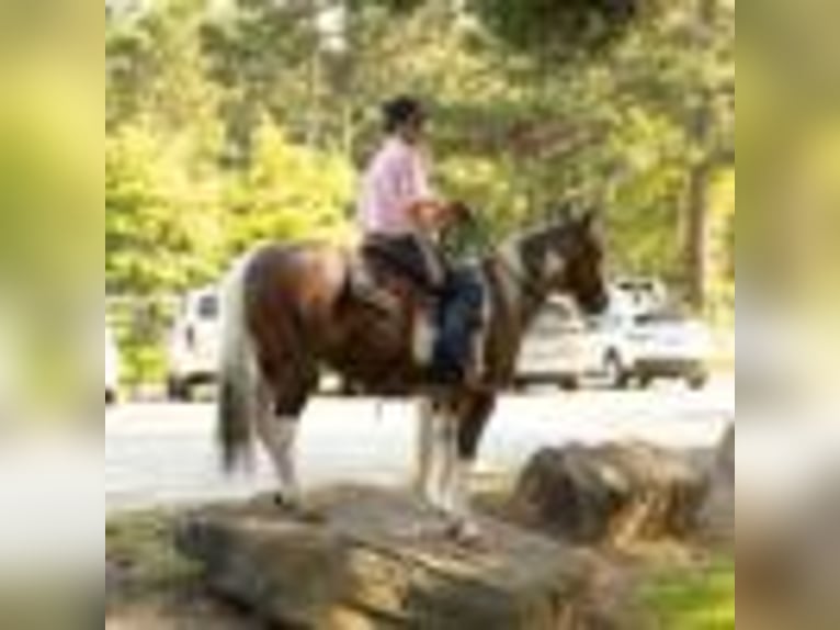 Paint Horse Wallach 14 Jahre 147 cm Tobiano-alle-Farben in Quitman AR