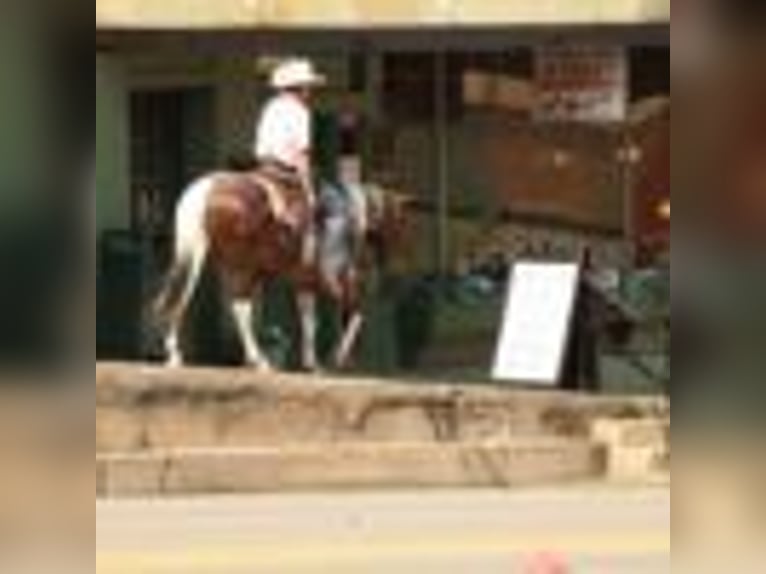 Paint Horse Wallach 14 Jahre 147 cm Tobiano-alle-Farben in Quitman AR