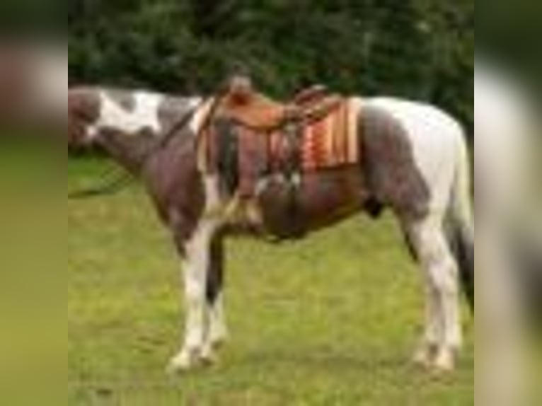 Paint Horse Wallach 14 Jahre 147 cm Tobiano-alle-Farben in Quitman AR