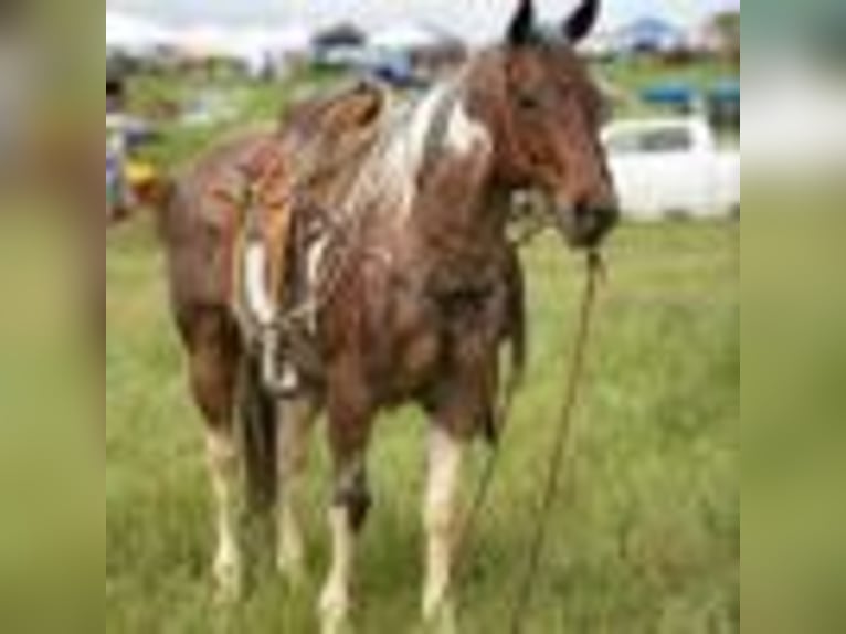 Paint Horse Wallach 14 Jahre 147 cm Tobiano-alle-Farben in Quitman AR