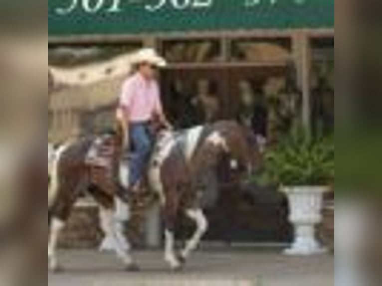 Paint Horse Wallach 14 Jahre 147 cm Tobiano-alle-Farben in Quitman AR