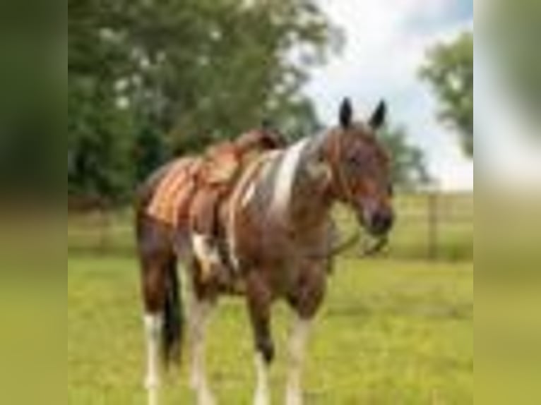 Paint Horse Wallach 14 Jahre 147 cm Tobiano-alle-Farben in Quitman AR