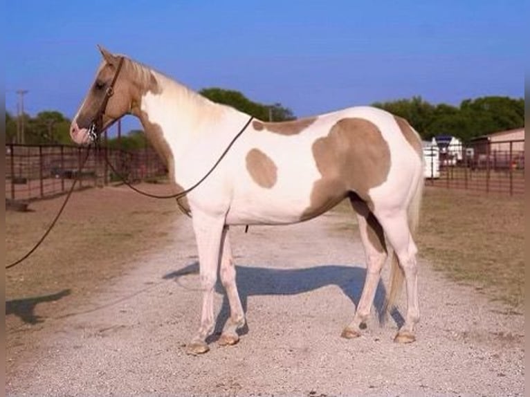 Paint Horse Wallach 14 Jahre 150 cm Palomino in Weatherford TX