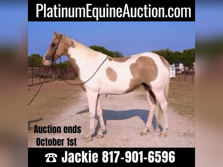 Paint Horse Wallach 14 Jahre 150 cm Palomino in Weatherford TX