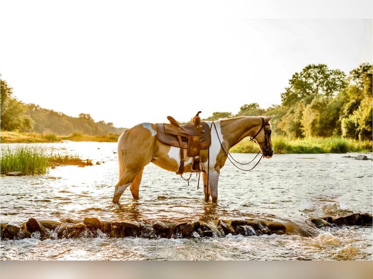 Paint Horse Wallach 14 Jahre 150 cm Palomino in Weatherford TX
