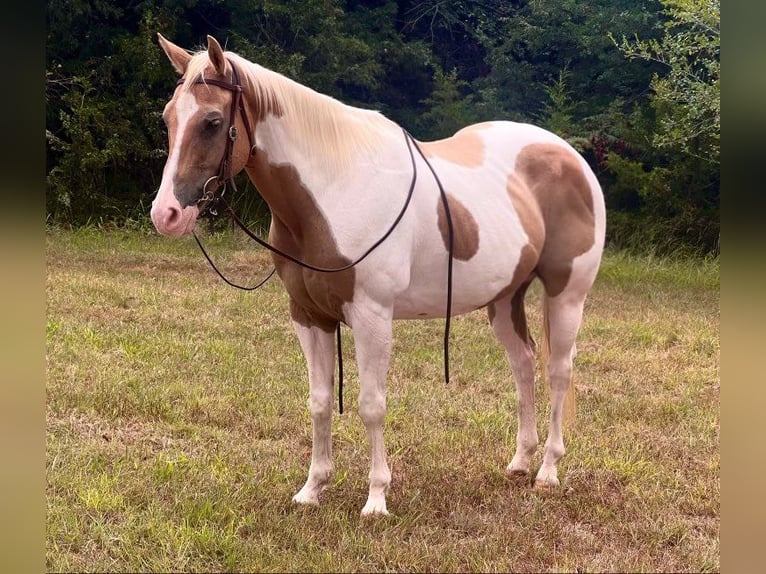 Paint Horse Wallach 14 Jahre 150 cm Palomino in Weatherford TX
