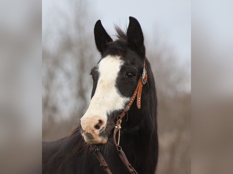 Paint Horse Wallach 14 Jahre 152 cm Overo-alle-Farben in Brodhead KY