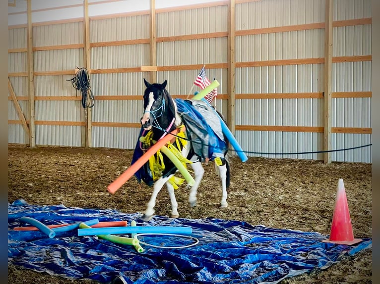 Paint Horse Wallach 14 Jahre 152 cm in Powell, WY