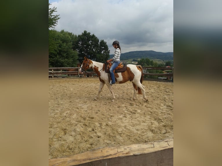 Paint Horse Wallach 14 Jahre 155 cm Tobiano-alle-Farben in Steinau an der Straße