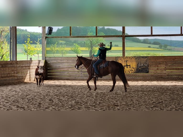 Paint Horse Wallach 14 Jahre 158 cm Fuchs in Ahorn