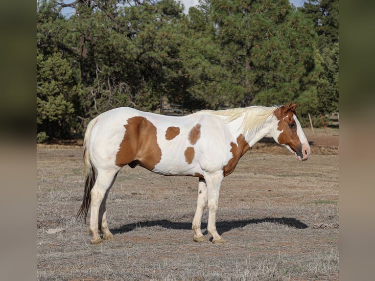 Paint Horse Wallach 14 Jahre 160 cm Tovero-alle-Farben in Camp Verde