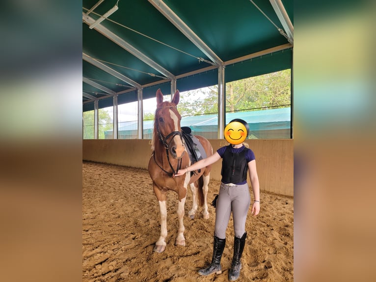Paint Horse Mix Wallach 14 Jahre 161 cm Schecke in Winnweiler