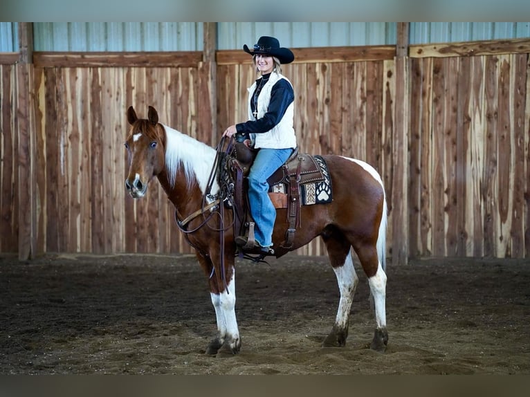 Paint Horse Wallach 14 Jahre in Valley Springs, SD
