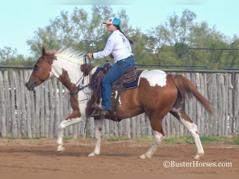Paint Horse Wallach 14 Jahre Rotfuchs in Weatherford, TX