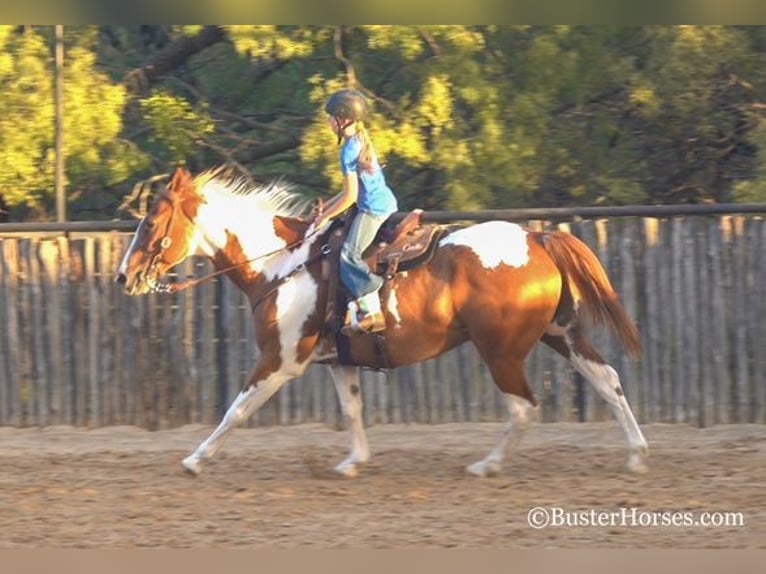 Paint Horse Wallach 14 Jahre Rotfuchs in Weatherford, TX