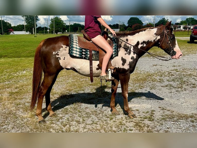 Paint Horse Wallach 15 Jahre 152 cm Overo-alle-Farben in Boaz Alabama