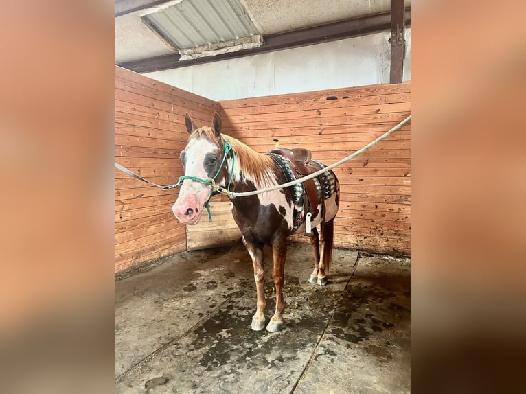 Paint Horse Wallach 15 Jahre 152 cm Overo-alle-Farben in Boaz Alabama