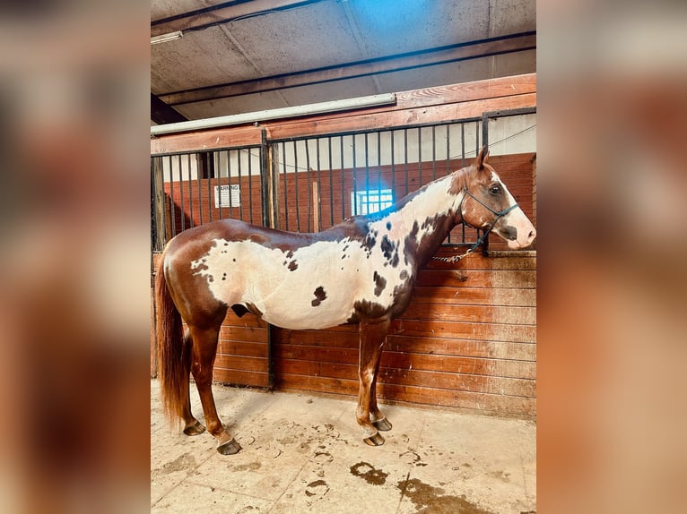 Paint Horse Wallach 15 Jahre 152 cm Overo-alle-Farben in Boaz Alabama