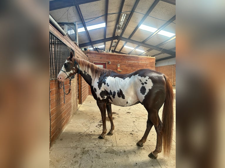 Paint Horse Wallach 15 Jahre 152 cm Overo-alle-Farben in Boaz Alabama