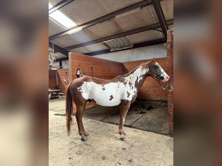 Paint Horse Wallach 15 Jahre 152 cm Overo-alle-Farben in Boaz Alabama