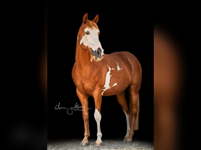 Paint Horse Mix Wallach 15 Jahre 152 cm in Sendenhorst