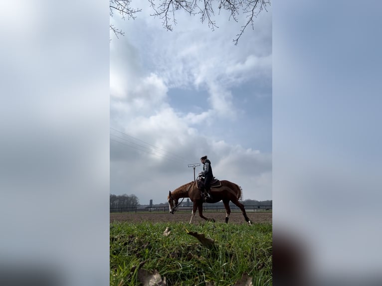 Paint Horse Mix Wallach 15 Jahre 152 cm in Sendenhorst