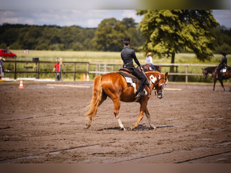 Paint Horse Mix Wallach 15 Jahre 152 cm in Sendenhorst
