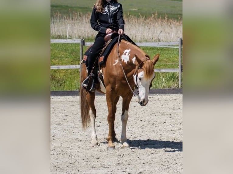 Paint Horse Mix Wallach 15 Jahre 152 cm in Sendenhorst