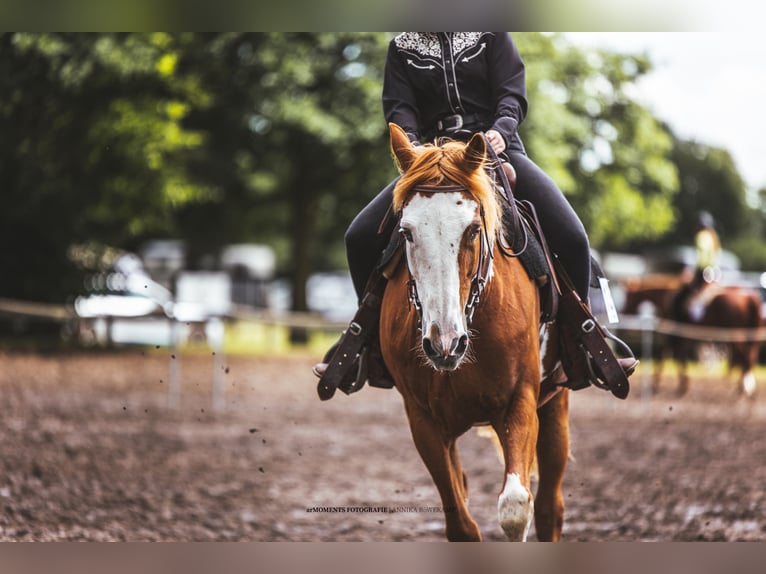 Paint Horse Mix Wallach 15 Jahre 152 cm in Sendenhorst