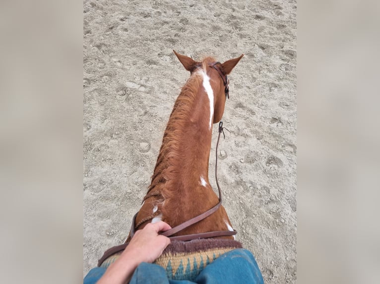 Paint Horse Wallach 15 Jahre 153 cm in Tamm