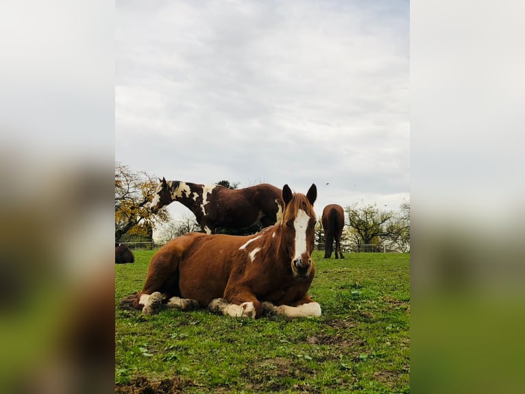 Paint Horse Wallach 15 Jahre 153 cm in Tamm